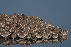 David Plant Photography - Wildlife Photography - Knot - N